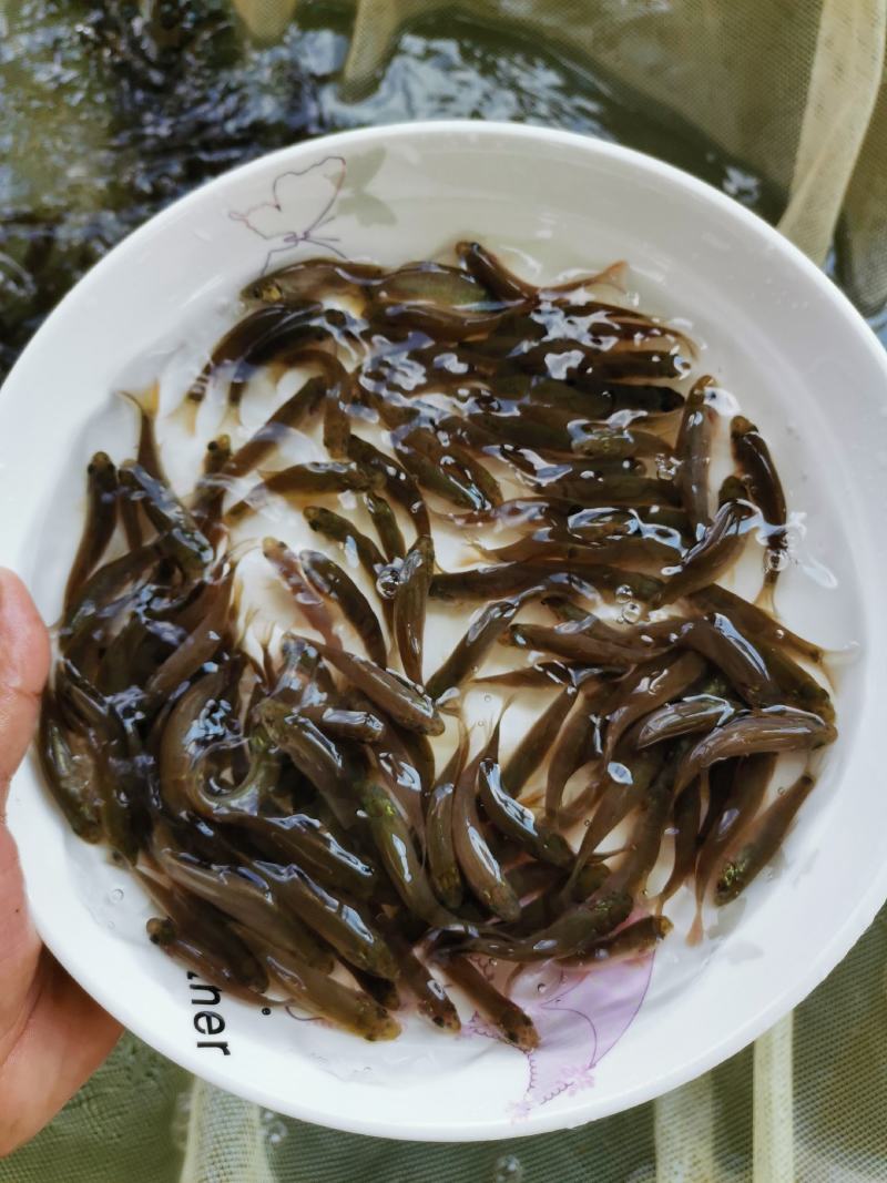 优质丁桂鱼苗，提供养殖技术支持
