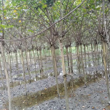 出售紫薇，紫薇4-6公分，