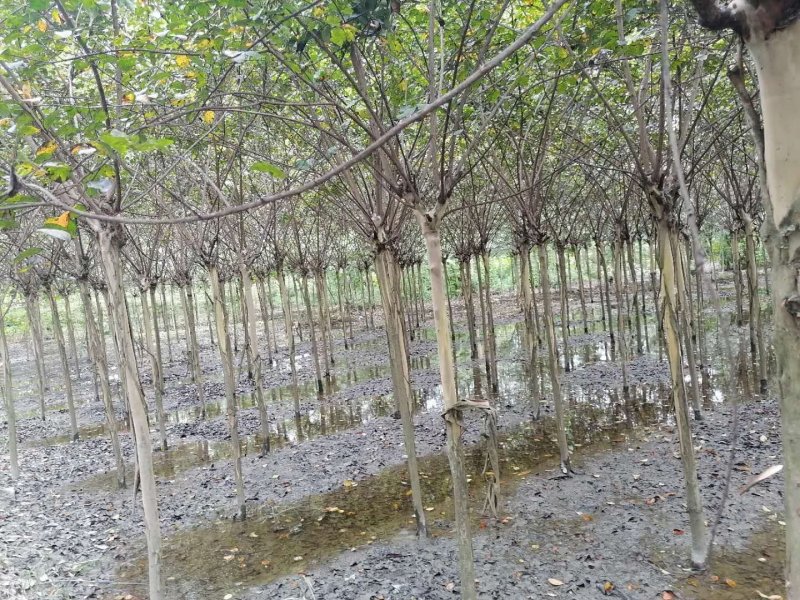 出售紫薇，紫薇4-6公分，