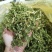 伸筋草顺筋草正品专营中药批发品质保证