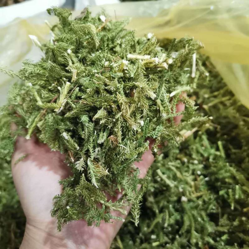 伸筋草顺筋草正品专营中药批发品质保证