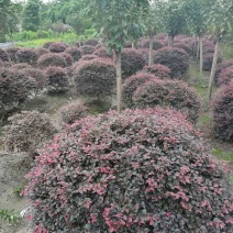出售红继木球，红继木球60-80大