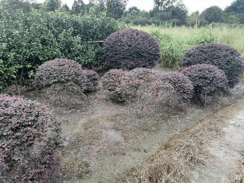 出售红继木球，红继木球60-80大