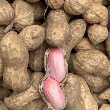 新鲜花生大量求购求收售