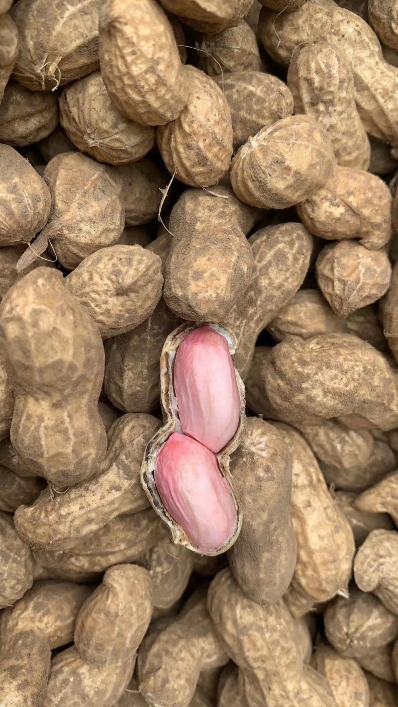 新鲜花生大量求购求收售