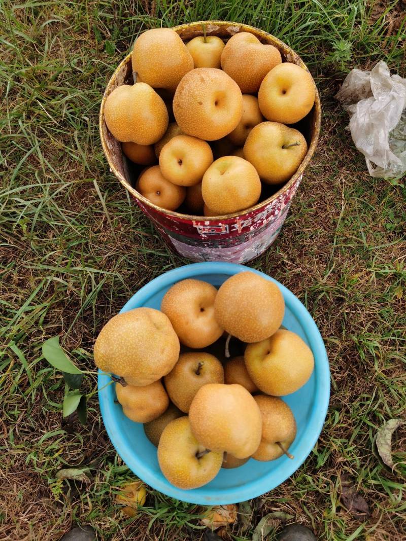 果园大量出售丰水梨品质好