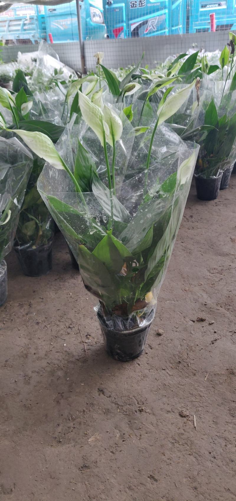 精选白掌粉掌红掌盆栽带花发货火鹤苗一帆风顺室内景观植物