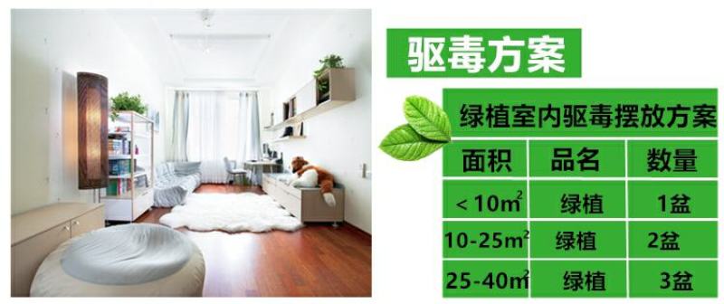 金边虎皮兰吸甲醛多肉绿植物办公室内大型花卉盆栽虎尾兰客厅