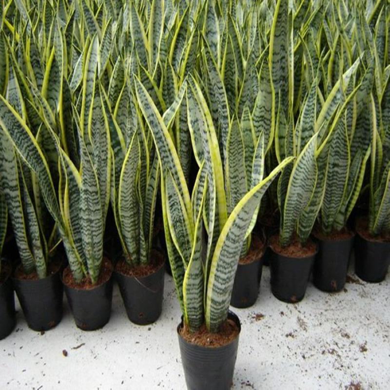 金边虎皮兰吸甲醛多肉绿植物办公室内大型花卉盆栽虎尾兰客厅