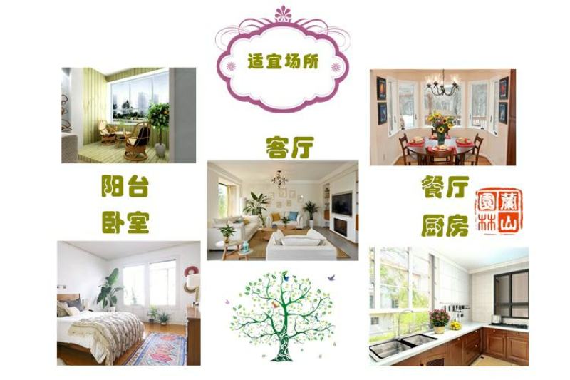 金边虎皮兰吸甲醛多肉绿植物办公室内大型花卉盆栽虎尾兰客厅