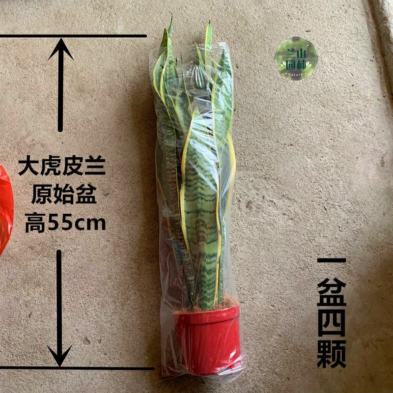 金边虎皮兰吸甲醛多肉绿植物办公室内大型花卉盆栽虎尾兰客厅