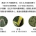 金边虎皮兰吸甲醛多肉绿植物办公室内大型花卉盆栽虎尾兰客厅