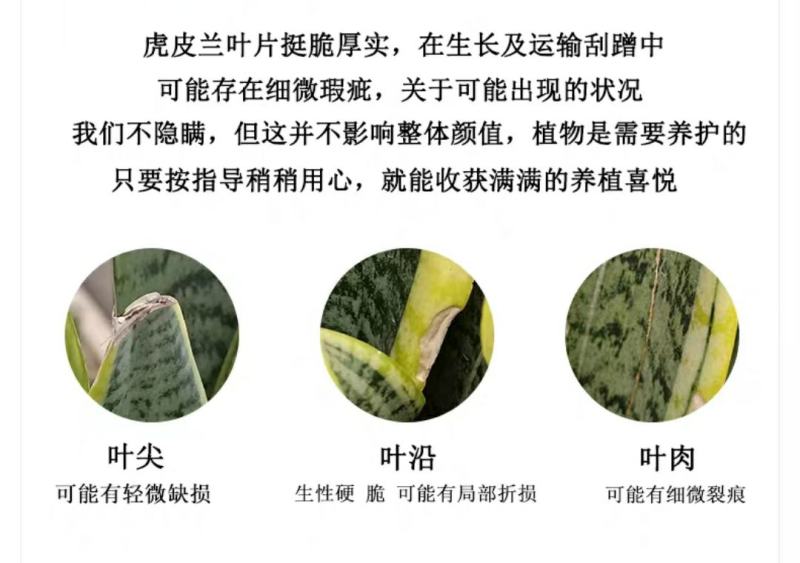 金边虎皮兰吸甲醛多肉绿植物办公室内大型花卉盆栽虎尾兰客厅