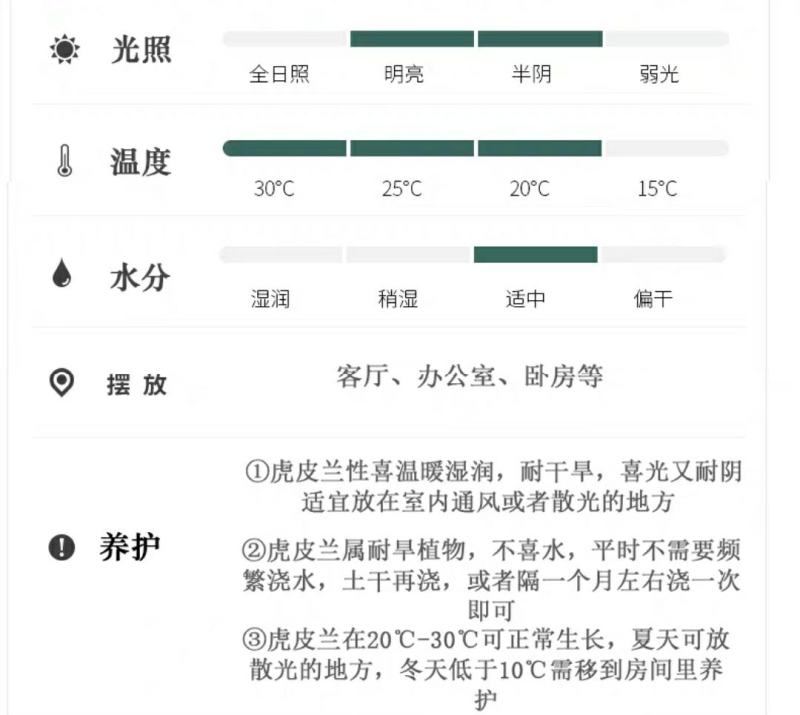 金边虎皮兰吸甲醛多肉绿植物办公室内大型花卉盆栽虎尾兰客厅