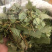 淫羊藿东北淫羊藿淫羊仙灵脾不掺假正品淫羊藿