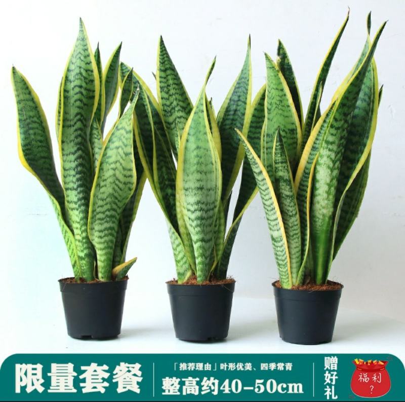 金边虎皮兰吸甲醛多肉绿植物办公室内大型花卉盆栽虎尾兰客厅