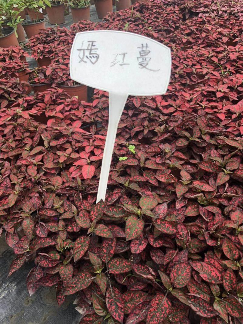 嫣红蔓杯苗价格，嫣红蔓成都基地实拍图片，