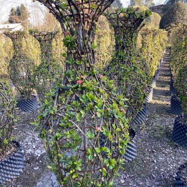 自家苗圃供应海棠花瓶造型基地直销一手货源视频看货