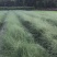 粉黛乱子草杯苗，粉黛乱子草成都基地实拍，粉黛乱子草哪里有