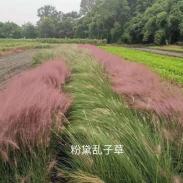 粉黛乱子草杯苗，粉黛乱子草成都基地实拍，粉黛乱子草哪里有