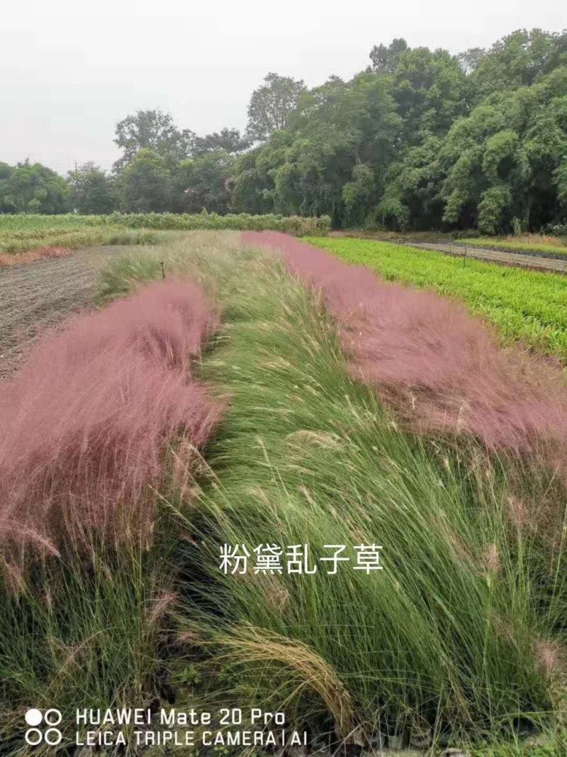 粉黛乱子草杯苗，粉黛乱子草成都基地实拍，粉黛乱子草哪里有