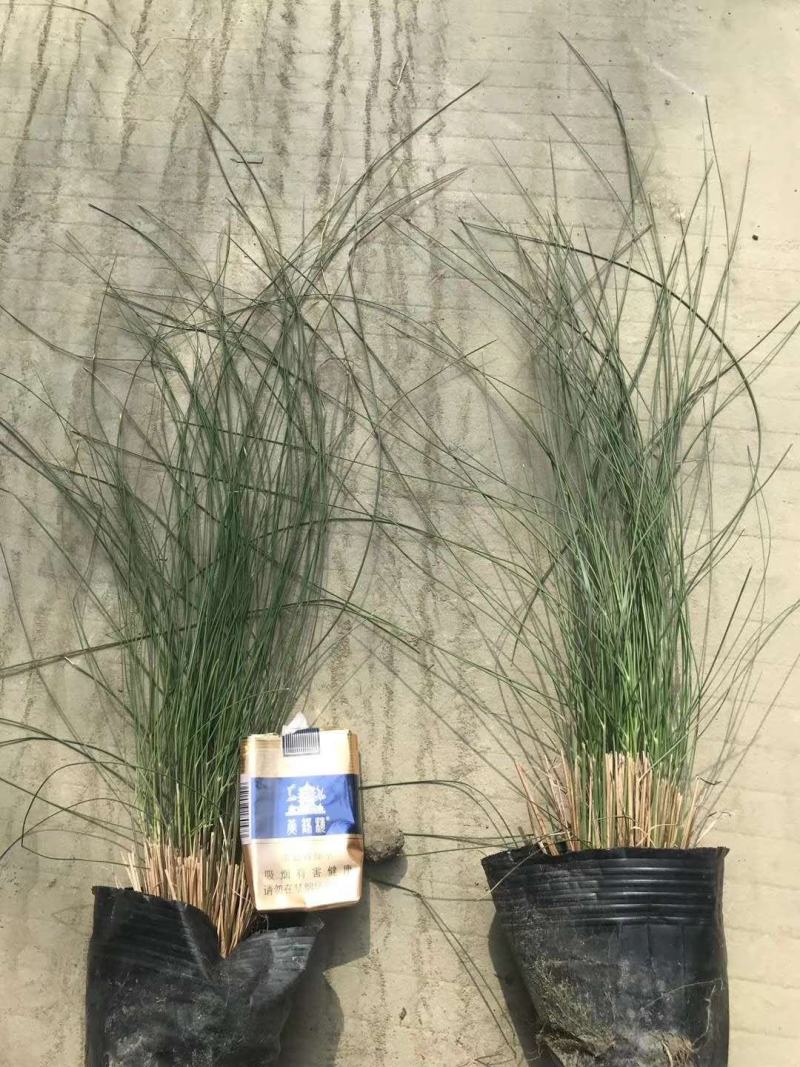 粉黛乱子草杯苗，粉黛乱子草成都基地实拍，粉黛乱子草哪里有