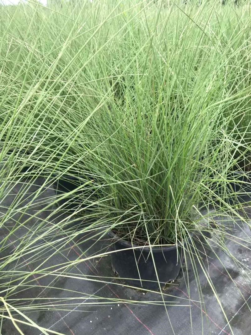 粉黛乱子草杯苗，粉黛乱子草成都基地实拍，粉黛乱子草哪里有