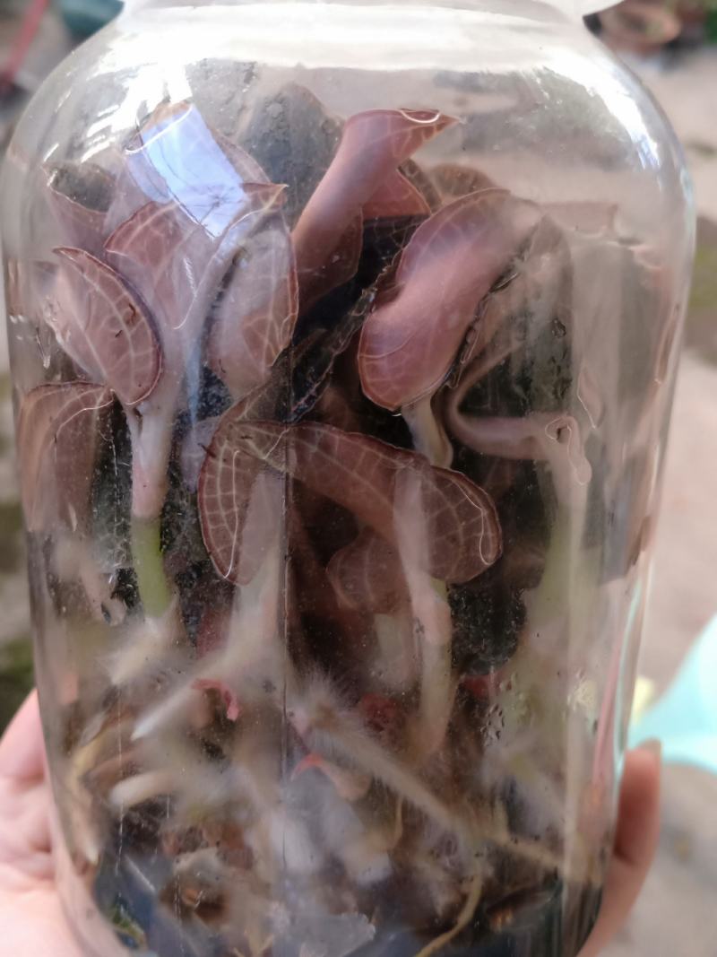 福建南靖金线莲种苗一棵就是一瓶，免费提供种植技术