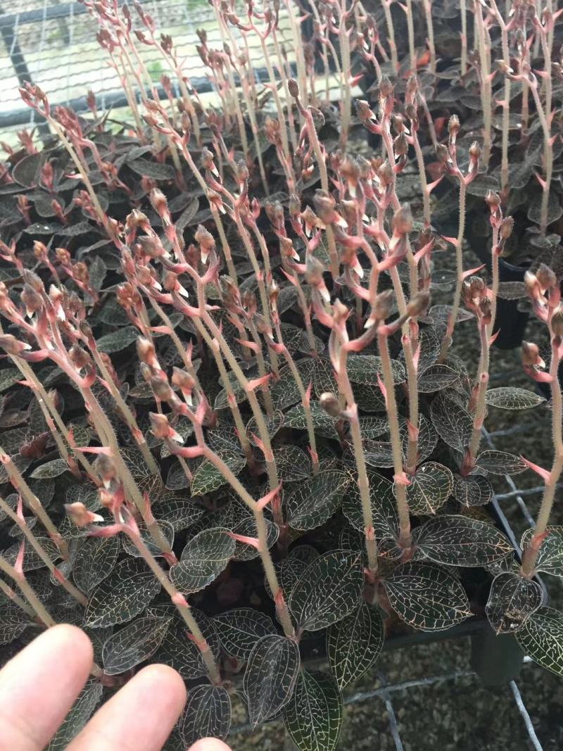 福建南靖金线莲种苗一棵就是一瓶，免费提供种植技术