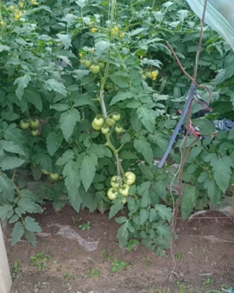 西红柿专卖，大红，硬粉，口感好，量大