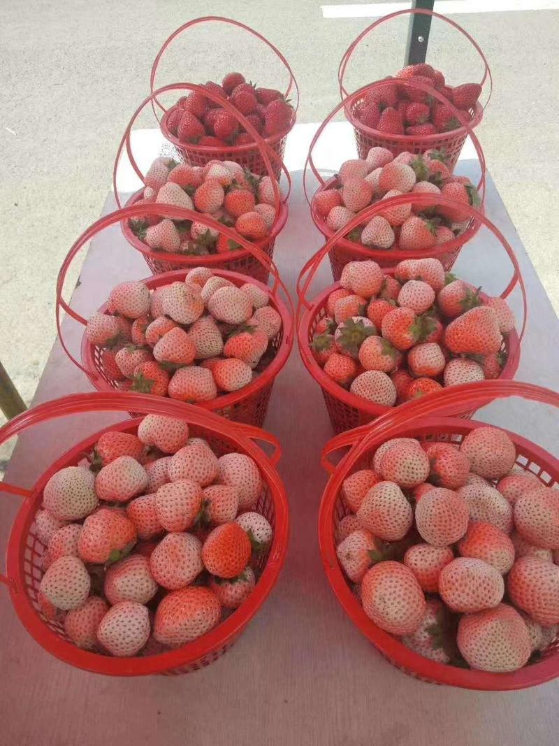 白雪公主草莓苗桃熏草莓苗白草莓苗日本淡雪草莓苗