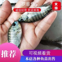 罗非鱼苗，快大良种优质苗，周期短，适应能力强，耐运输