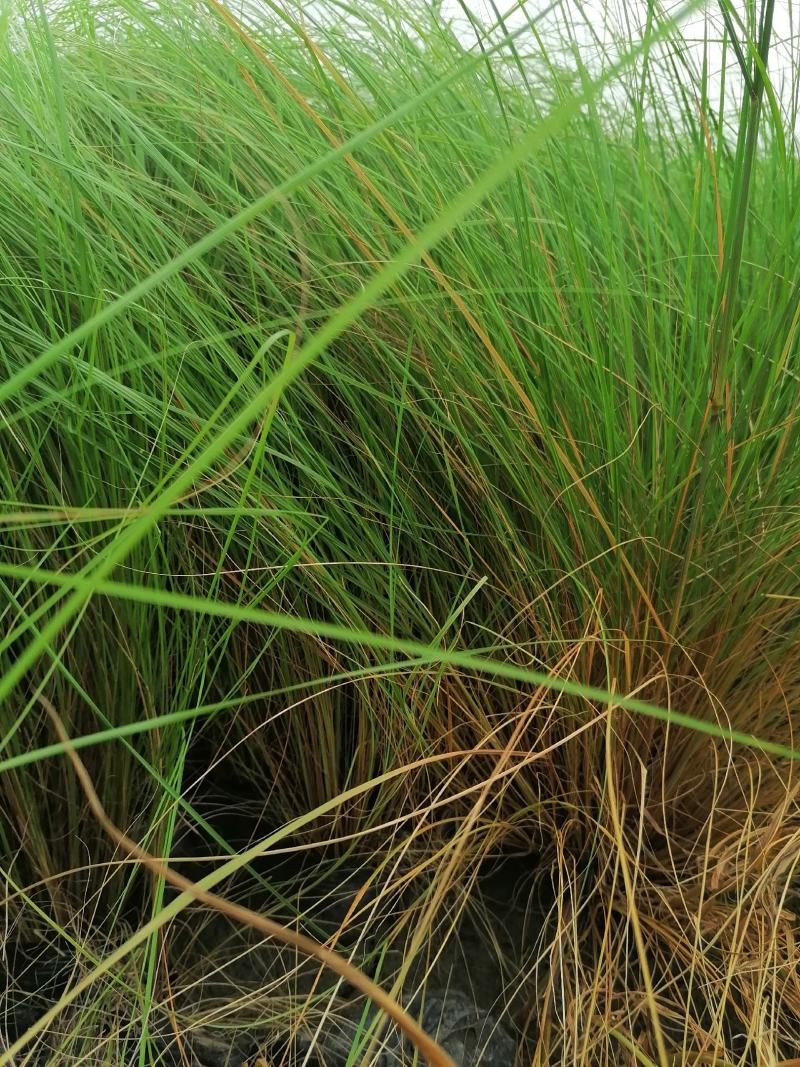 画眉草成都基地大量供应，画眉草价格，画眉草哪里有