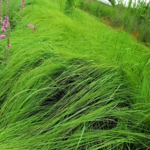 画眉草成都基地大量供应，画眉草价格，画眉草哪里有