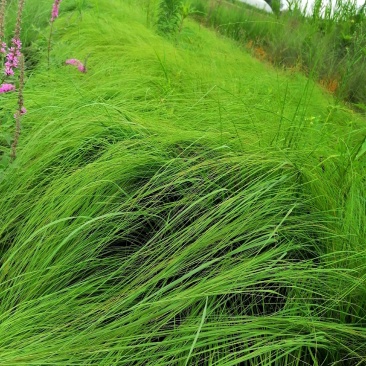 画眉草成都基地大量供应，画眉草价格，画眉草哪里有
