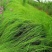 画眉草成都基地大量供应，画眉草价格，画眉草哪里有