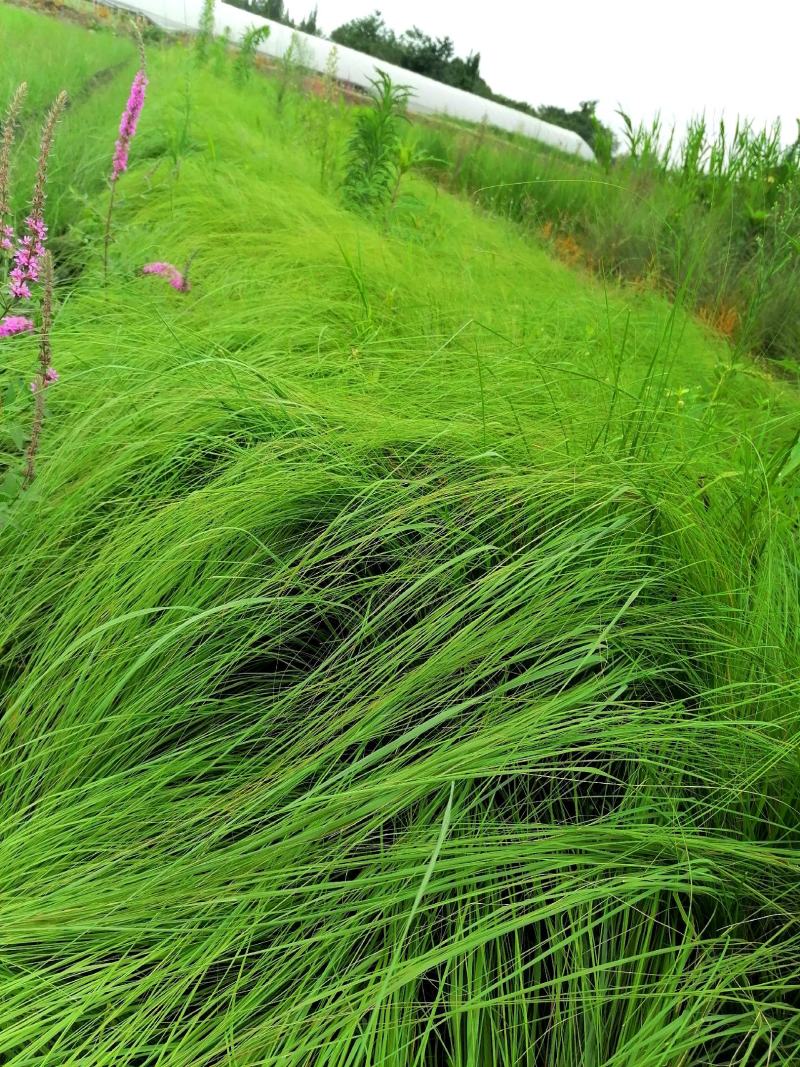 画眉草成都基地大量供应，画眉草价格，画眉草哪里有