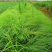 画眉草成都基地大量供应，画眉草价格，画眉草哪里有