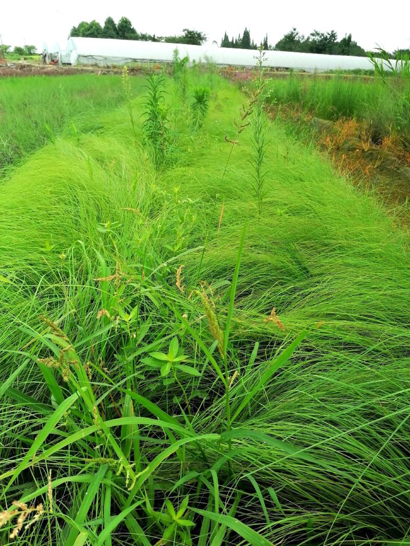画眉草成都基地大量供应，画眉草价格，画眉草哪里有
