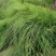画眉草成都基地大量供应，画眉草价格，画眉草哪里有
