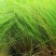 画眉草成都基地大量供应，画眉草价格，画眉草哪里有