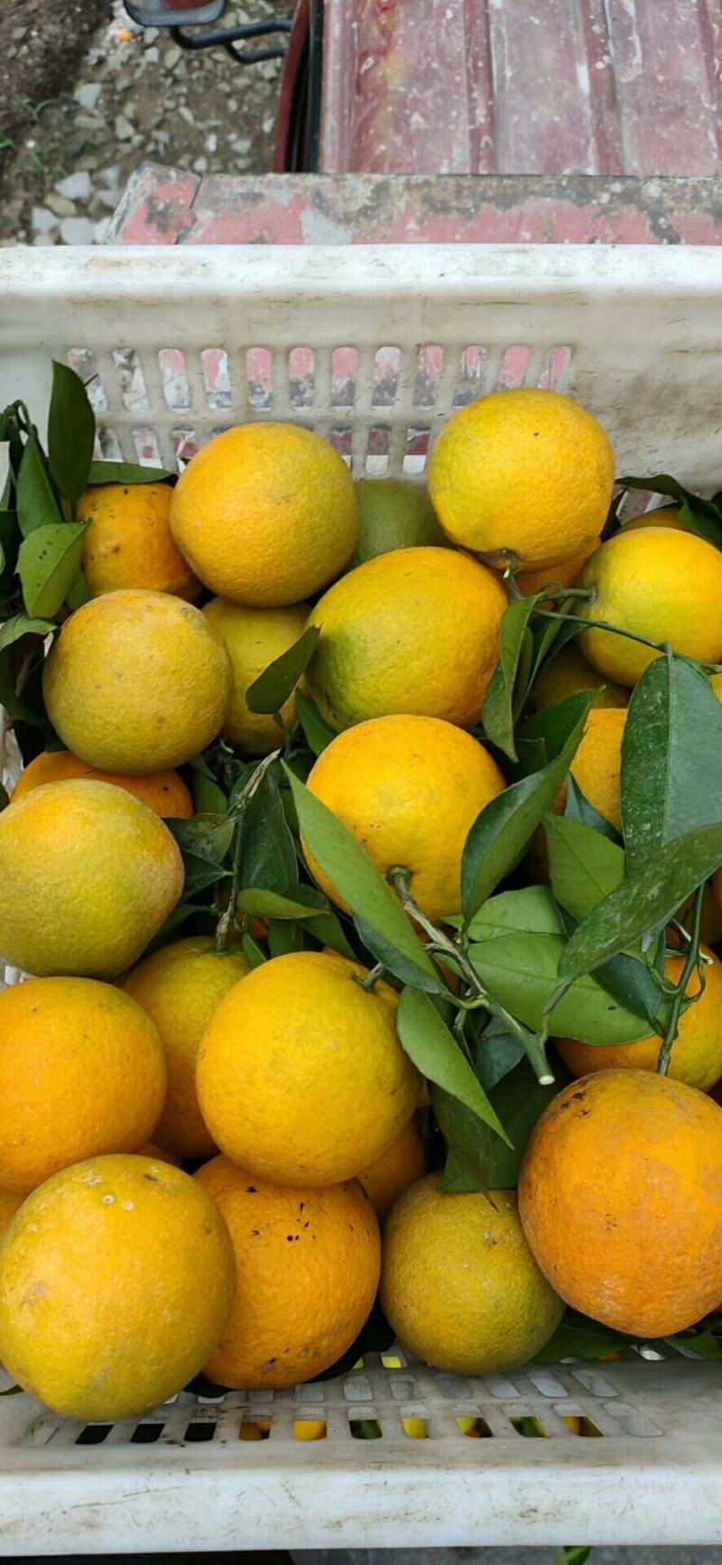 湖北夏橙宜昌夏橙口感九分甜，一分酸一手货源欢迎选购