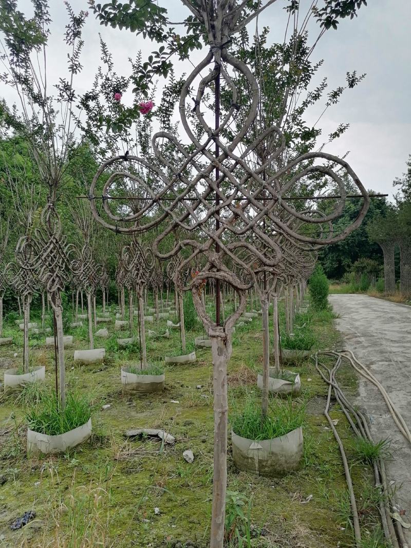 自家苗圃供应紫薇中国结造型基地直销一手货源视频看货