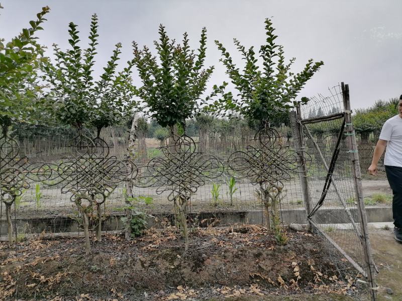 自家苗圃供应紫薇中国结造型基地直销一手货源视频看货