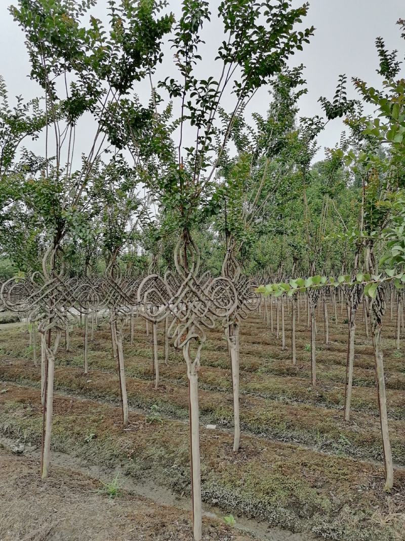 自家苗圃供应紫薇中国结造型基地直销一手货源视频看货