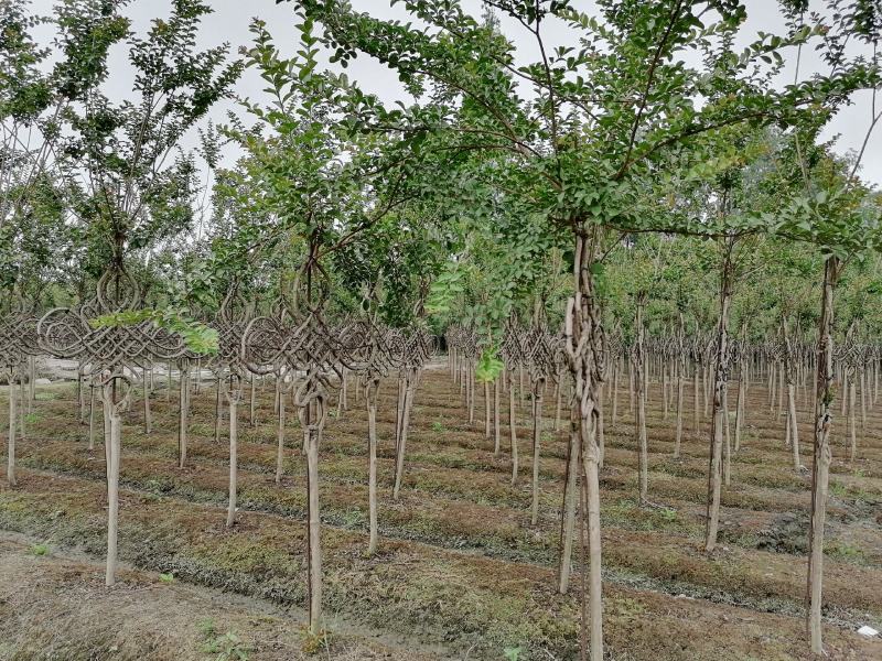 自家苗圃供应紫薇中国结造型基地直销一手货源视频看货