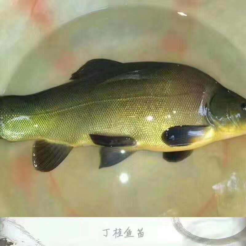 优质丁桂鱼苗，提供养殖技术支持
