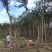自家苗圃供应紫薇牌坊造型紫薇门造型基地直销一手货源