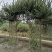 自家苗圃供应紫薇牌坊造型紫薇门造型基地直销一手货源