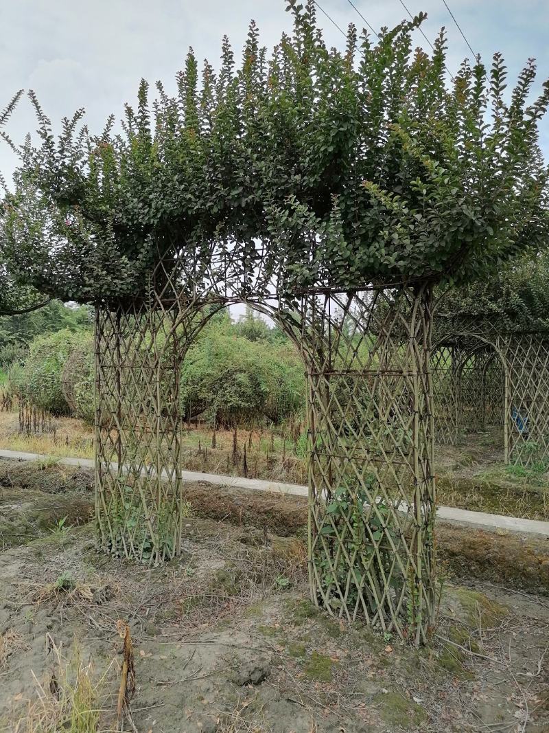 自家苗圃供应紫薇牌坊造型紫薇门造型基地直销一手货源